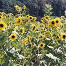 50 Lemon Queen Sun Flower Seeds Non GMO Fresh Harvest For Gardens Fast Growing 50 Lemon Queen Sun Flower Seeds Non GMO Fresh Harvest For Gardens Fast Growing