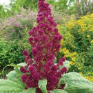 250 Amaranth Red Garnet Seeds Fresh Harvest For Gardens Fast Growing 250 Amaranth Red Garnet Seeds Fresh Harvest For Gardens Fast Growing