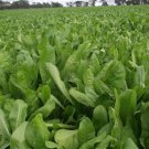 500 Broad Leaf Chicory Seeds Fresh Harvest For Gardens Fast Growing 500 Broad Leaf Chicory Seeds Fresh Harvest For Gardens Fast Growing