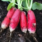 100 China Rose Sprouting Radish Seeds Fresh Harvest For Gardens Fast Growing 100 China Rose Sprouting Radish Seeds Fresh Harvest For Gardens Fast Growing