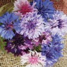 250 Bachelor Button Polka Dot Mix Fresh Harvest For Gardens Fast Growing