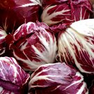 500 Palla Rossa Radicchio Seeds Fresh Harvest For Gardens Fast Growing 500 Palla Rossa Radicchio Seeds Fresh Harvest For Gardens Fast Growing