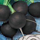 100 Black Spanish Round Radish Seeds Fresh Harvest For Gardens Fast Growing