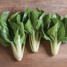 50 Barese Swiss Chard Seeds Fresh Harvest For Gardens Fast Growing 50 Barese Swiss Chard Seeds Fresh Harvest For Gardens Fast Growing