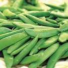 25 Sugar Ann Pea Seeds Non GMO Fresh Harvest For Gardens Fast Growing 25 Sugar Ann Pea Seeds Non GMO Fresh Harvest For Gardens Fast Growing