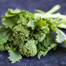 250 Early Fall Rapini Broccoli Seeds Fresh Harvest For Gardens Fast Growing