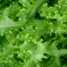 500 Green Curled Ruffec Endive Seeds Fresh Harvest For Gardens Fast Growing 500 Green Curled Ruffec Endive Seeds Fresh Harvest For Gardens Fast Growing