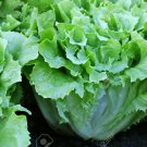 500 Broad Leaf Endive Seeds Fresh Harvest For Gardens Fast Growing 500 Broad Leaf Endive Seeds Fresh Harvest For Gardens Fast Growing