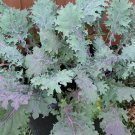 500 Red Russian Kale Seeds Fresh Harvest For Gardens Fast Growing 500 Red Russian Kale Seeds Fresh Harvest For Gardens Fast Growing