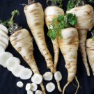 250 Harris Early Model Parsnip Seeds Fresh Harvest For Gardens Fast Growing 250 Harris Early Model Parsnip Seeds Fresh Harvest For Gardens Fast Growing