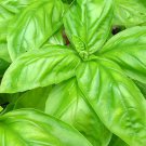 150 Italian Large Leaf Basil Seeds Fresh Harvest For Gardens Fast Growing 150 Italian Large Leaf Basil Seeds Fresh Harvest For Gardens Fast Growing