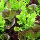 800 Leaf Lettuce Seeds Gourmet Salad Blend Fresh Harvest For Gardens Fast Growing 800 Leaf Lettuce Seeds Gourmet Salad Blend Fresh Harvest For Gardens Fast Growing