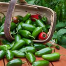 50 Jalapeno Hot Pepper Seeds Fresh Harvest For Gardens Fast Growing 50 Jalapeno Hot Pepper Seeds Fresh Harvest For Gardens Fast Growing