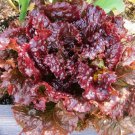 800 Ruby Red Leaf Lettuce Seeds Fresh Harvest For Gardens Fast Growing