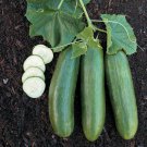 25 Straight 8 Cucumber Seeds Fresh Harvest For Gardens Fast Growing