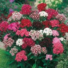500 Sweet William Single Mix Seeds Fresh Harvest For Gardens Fast Growing 500 Sweet William Single Mix Seeds Fresh Harvest For Gardens Fast Growing