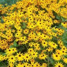 Black Eyed Susan Seeds 1 Gram = 3500 Fresh Harvest For Gardens Fast Growing Black Eyed Susan Seeds 1 Gram = 3500 Fresh Harvest For Gardens Fast Growing