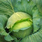 250 Late Flat Dutch Cabbage Seeds Fresh Harvest For Gardens Fast Growing