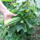 25 Cucumber Bush Seeds Space Master Fresh Harvest For Gardens Fast Growing