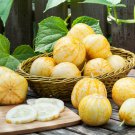 50 Lemon Cucumber Seeds Fresh Harvest For Gardens Fast Growing 50 Lemon Cucumber Seeds Fresh Harvest For Gardens Fast Growing