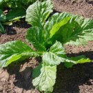 1000 Florida Broad Leaf Mustard Seeds Fresh Harvest For Gardens Fast Growing