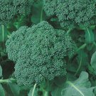 500 Calabrese Green Sprouting Broccoli Seeds Fresh Harvest For Gardens Fast Growing