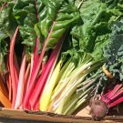 50 Rainbow Swiss Chard Seeds Fresh Harvest For Gardens Fast Growing