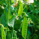 25 Sugar Daddy Pea Seeds Fresh Harvest For Gardens Fast Growing 25 Sugar Daddy Pea Seeds Fresh Harvest For Gardens Fast Growing