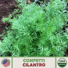 1000 Confetti Cilantro Seeds Open Pollinated Culinary Herb Genuine Fast Growing 1000 Confetti Cilantro Seeds Open Pollinated Culinary Herb Genuine Fast Growing