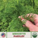 700 Menuette Parsley Seeds Open Pollinated Culinary Herb Genuine Fast Growing 700 Menuette Parsley Seeds Open Pollinated Culinary Herb Genuine Fast Growing