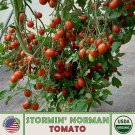10 Stormin Norman Tomato Seeds Organic Open Pollinated Non GMO Genuine Fast Growing 10 Stormin Norman Tomato Seeds Organic Open Pollinated Non GMO Genuine Fast Growing
