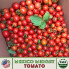 10 Mexico Midget Tomato Seeds Organic Open Pollinated Non GMO Genuine Fast Growing 10 Mexico Midget Tomato Seeds Organic Open Pollinated Non GMO Genuine Fast Growing