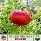 10 Silvery Fir Tree Tomato Seeds Organic Open Pollinated Non GMO Genuine Fast Growing 10 Silvery Fir Tree Tomato Seeds Organic Open Pollinated Non GMO Genuine Fast Growing