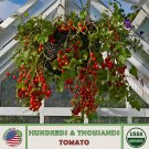 10 Hundreds And Thousands Tomato Seeds Organic Open Pollinated Non GMO Fast Growing 10 Hundreds And Thousands Tomato Seeds Organic Open Pollinated Non GMO Fast Growing