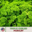 700 Triple Curled Parsley Seeds Open Pollinated Culinary Herb Genuine Fast Growing 700 Triple Curled Parsley Seeds Open Pollinated Culinary Herb Genuine Fast Growing