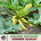 50 Gold Zucchini Summer Squash Seeds Heirloom Non GMO Genuine Fast Growing 50 Gold Zucchini Summer Squash Seeds Heirloom Non GMO Genuine Fast Growing