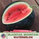 10 Blacktail Mountain Watermelon Seeds Open Pollinated Non GMO Genuine Fast Growing 10 Blacktail Mountain Watermelon Seeds Open Pollinated Non GMO Genuine Fast Growing