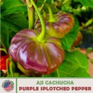 10 Aji Cachucha Purple Splotched Pepper Seeds Heirloom Non GMO Genuine Fast Growing 10 Aji Cachucha Purple Splotched Pepper Seeds Heirloom Non GMO Genuine Fast Growing