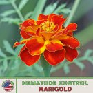 100 Nematode Control Marigold Seeds Tagetes Patula Heirloom Genuine Fast Growing 100 Nematode Control Marigold Seeds Tagetes Patula Heirloom Genuine Fast Growing