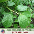 500 Jute Mallow Seeds Corchorus Olitorius Molokhia Non GMO Genuine Fast Growing