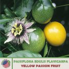10 Yellow Passion Fruit Seeds Passiflora Edulis Heirloom Non GMO Genuine Fast Growing