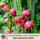 200 Red Dragon Fruit Seeds Selenicereus Costaricensis Pitaya Genuine Fast Growing
