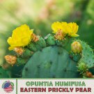 15 Eastern Prickly Pear Cactus Seeds Opuntia Humifusa Native Perennial Fast Growing 15 Eastern Prickly Pear Cactus Seeds Opuntia Humifusa Native Perennial Fast Growing