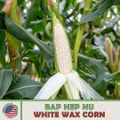 25 Bap Nep Nu White Waxy Corn Seeds White Glutinous Corn Heirloom Genuine Fast Growing 25 Bap Nep Nu White Waxy Corn Seeds White Glutinous Corn Heirloom Genuine Fast Growing