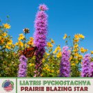 150 Prairie Blazing Star Seeds Liatris Pycnost Native Wildflower Genuine Fast Growing 150 Prairie Blazing Star Seeds Liatris Pycnost Native Wildflower Genuine Fast Growing