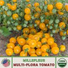 10 Millefleur Multi Flora Tomato Seeds Organic Open Pollinated Non GMO Fast Growing 10 Millefleur Multi Flora Tomato Seeds Organic Open Pollinated Non GMO Fast Growing