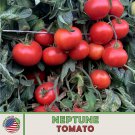 10 Neptune Tomato Seeds Open Pollinated Heat & Bacterial Wilt Resistant Fast Growing 10 Neptune Tomato Seeds Open Pollinated Heat & Bacterial Wilt Resistant Fast Growing