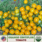 10 Orange Centiflor Tomato Seeds Multi Flora Organic Non GMO Genuine Fast Growing 10 Orange Centiflor Tomato Seeds Multi Flora Organic Non GMO Genuine Fast Growing
