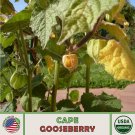 20 Cape Gooseberry Seeds Peruvian Ground Cherry Organic Open Pollinated Fast Growing 20 Cape Gooseberry Seeds Peruvian Ground Cherry Organic Open Pollinated Fast Growing