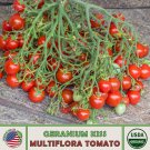 10 Geranium Kiss Multi Flora Tomato Seeds Organic Genuine Fast Growing 10 Geranium Kiss Multi Flora Tomato Seeds Organic Genuine Fast Growing
